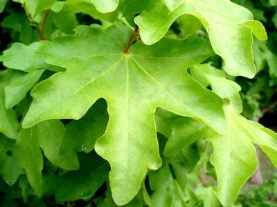 ACER CAMPESTRE